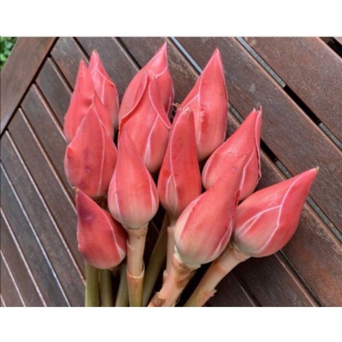 Fresh Torch Ginger from Malaysia - Culinary and Floral Bulk Wholesale Lot - Picture 4 of 5