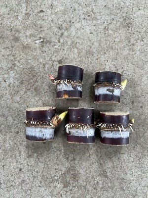 5pcs Dark Purple Sugarcane Cutting Tropical Plant Ready To Plant
