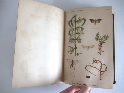 Report of the Commissioner of Agriculture for the Year 1883, HC Antique Book - Picture 11 of 20