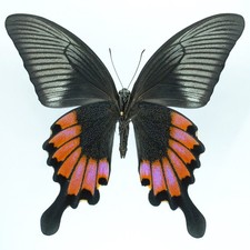 流通少ない 雲南省産 Papilio verityi 流通少ない 雲南省産 Papilio verityi Papilio for collectors | rare