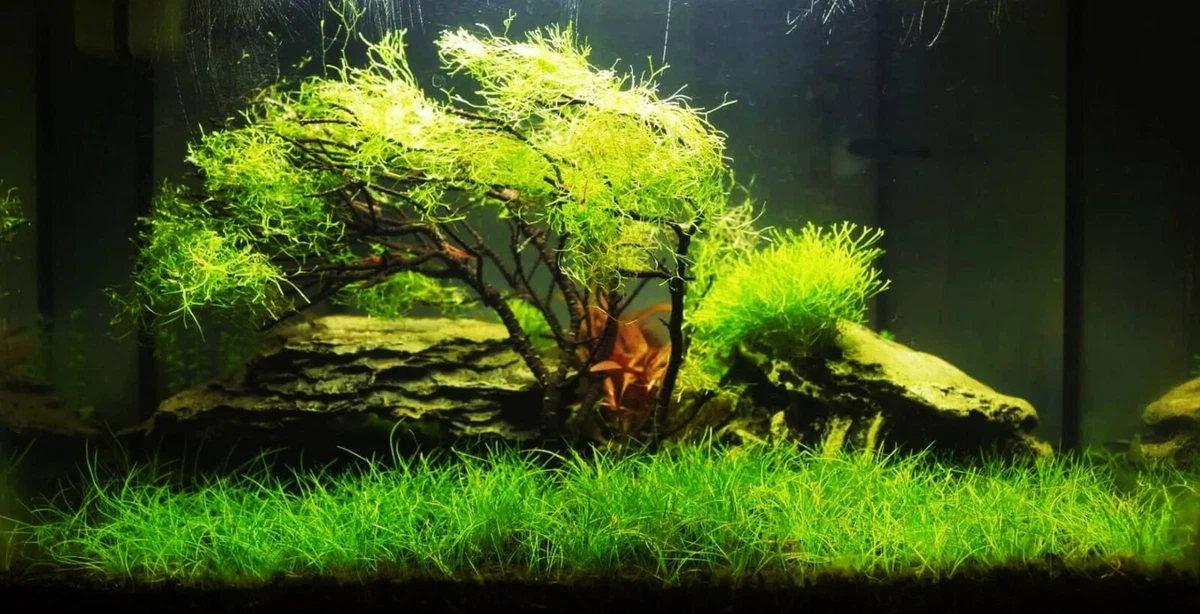 Bestanx Aquarium Water Plant Grass Graine de Graine Liban