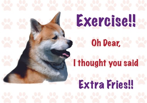 Funny AKITA Dog Vinyl Car Van Decal Sticker Pet Animal Lover - 第 1/1 張圖片