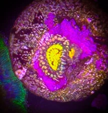 SAF~ Buttmuncher Zoanthid Coral Frag, Colony, “WYSIWYG” Paly, Zoa