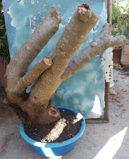 Huge Bonsai Jade 60 yr old Crassula Ovata 28" Tall 6" Thick Great Style