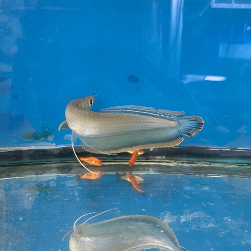 Black blue Arowana 8 9 Inch Live Fish Eat Pellets EBay black-blue-arowana-8-9-inch-live-fish-eat-pellets-ebay