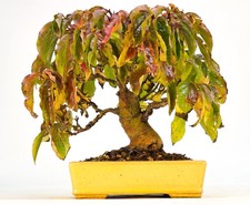 Bonsai Kornelkirsche - Cornus mas Shohin 15cm 