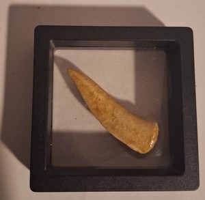 Enchodus Sabertooth Herring Fossil Fish Teeth Cretaceous Africa