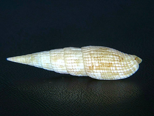 MITRA "VEXILLUM" COSTATUM: GEM MITRA @ 43.75MM!