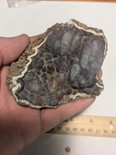 Super Bubbly Fossilized Agatized Coral Botryoidal Display Crystal Cluster FL 