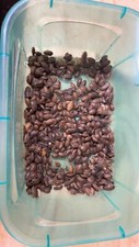 Dubia Roaches 100 LARGE Live Feeder Insects Fast Shipping  Free CHOW Included 