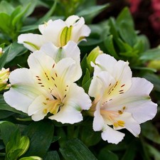 Alstroemeria Colorita Claire Outdoor Flowering Lilies Herbaceous Perennial