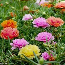 100 Double Mix Moss Rose Seeds Flower Perennial Flowers Seed 149 USA Seller