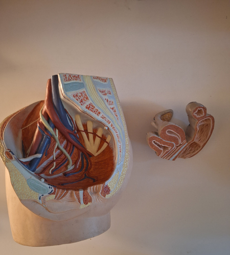 Anatomie des weiblichen Beckens - Modell - 2-teilig - Bild 2 von 4