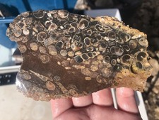 4.5” Turritella Agate Mini Slab 140g Rough Lapidary Cabbing Fossil UV Reactive