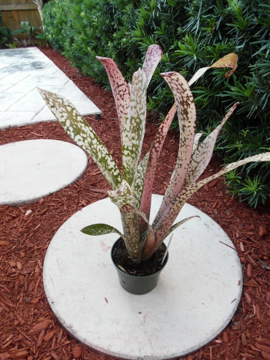 ブロメリア・エアープランツ Billbergia Ivory Tower Billbergia IVORY