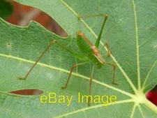 Photo 6x4 Speckled bush cricket on a fig leaf Coxford This Speckled bush  c2006