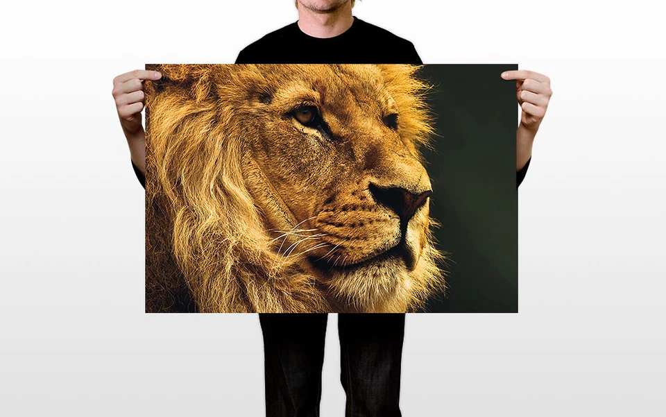 Дикий лев опасные животные природа картина печать настенное искусство дома - плакат 20 «x 30» - Изображение 3 из 3
