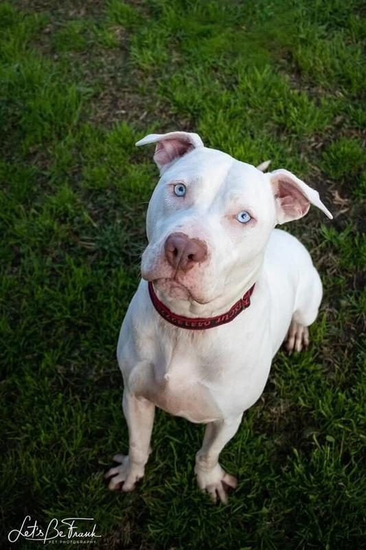 gumtree dogs north east