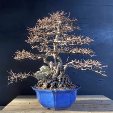 Bonsai Tree Chinese Elm Exposed root over rock 20” tall Blue Glazed Korean Pot