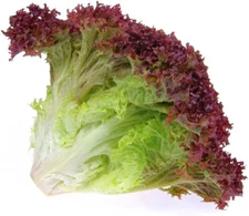 1000 LOLLO ROSSO LETTUCE SEEDS ~ heirloomseedguy ~ 2026 ~ NON-GMO