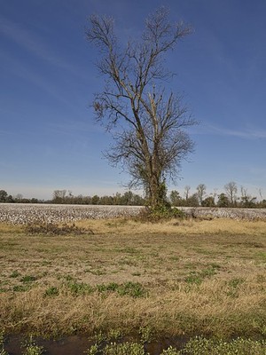 Photo:Marks Mississippi 2017 Bare Tree in Field Cotton Field