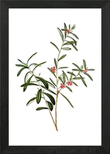 Vintage Bog Rosemary Bush Framed Wall Art Poster Canvas Print Picture