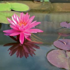 Ninfea Mayla, piante acquatiche, piante da laghetto