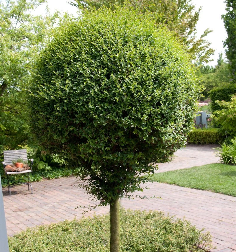 polyscias fabian plant Polyscias scutellaria 'Fabian' – Foliage Factory main image 0
