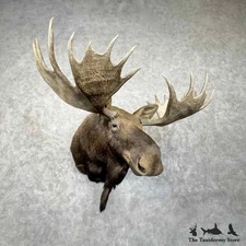 #30658 WC | Canadian Moose Taxidermy Shoulder Mount For Sale