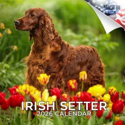 MEGACALENDARS Irish Setter Dog Breed Calendar 2026 FULL SIZE 12x24 Made in USA