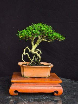 Bonsai Premna serissa japonica tree old bonsai expose roots
