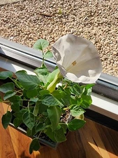 White Moonflower Seeds, Fragrant Bush, Organic, Datura Innoxia 60 Seeds.