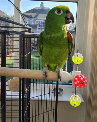 EWS PRODUCTS Rotating Bird Perch Toy, Bird Perch With Spinning Balls + Food Clips For Parrots