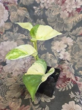 Manjula Pothos Rooted Live Plant In 2 Inch Pot~Harlequin~ Epipremnum Aureum