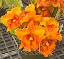 Cattleya Rlc Nakornchaisri Sunset No 2 Live Orchid Plant 2BB30