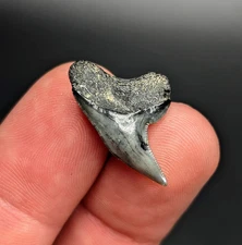 Killer Large Physogaleus contortus Tiger Shark Tooth North Florida Gem