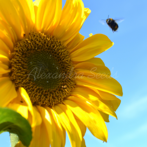 GIANT SUNFLOWER-Easy Grow-Single Flower-12-14ft Tall-Fast Growing x 50 Seeds - Picture 1 of 10