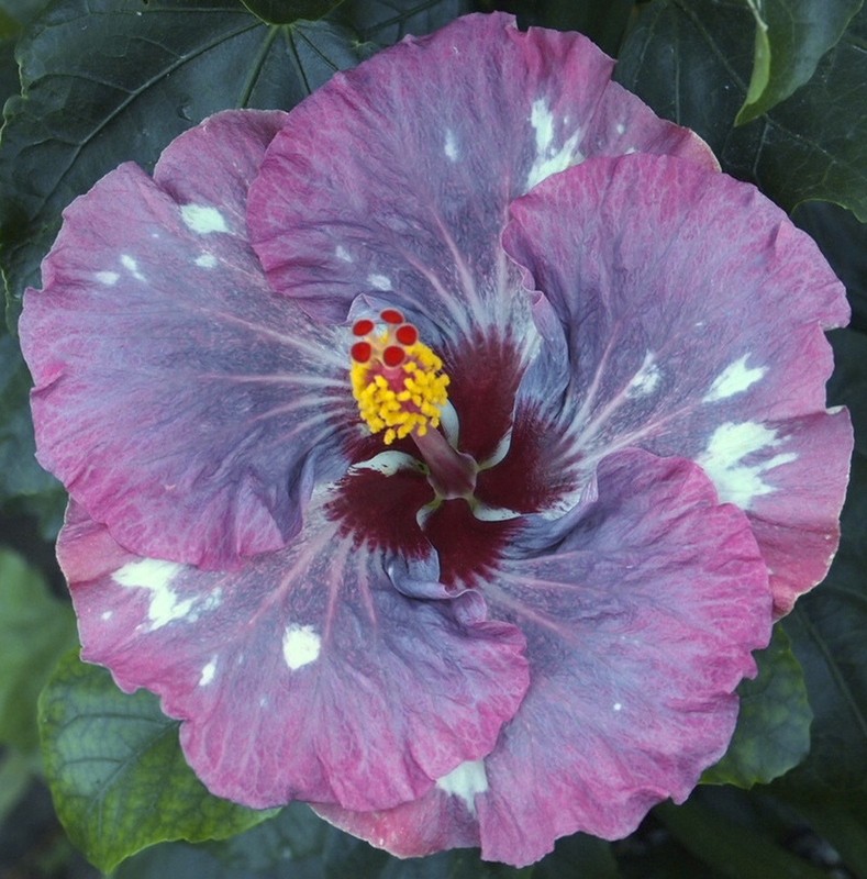 WILD GRAPE Tropical Hibiscus -- Plant in 4.5" pot