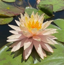 Nymphaea "Sun Spark" Water Lily (Winter-Hardy) | Sprouted Tuber/Rhizome