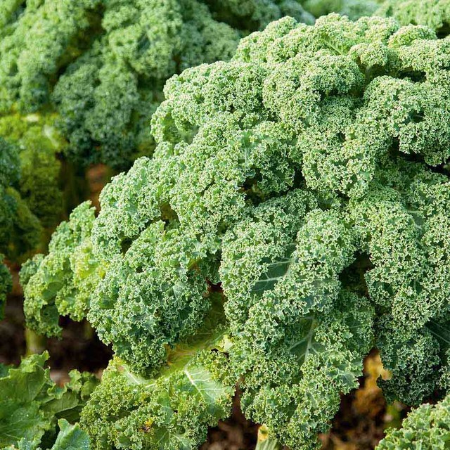 De Ree Curly Kale Westland Autumn Vegetable Plant 150