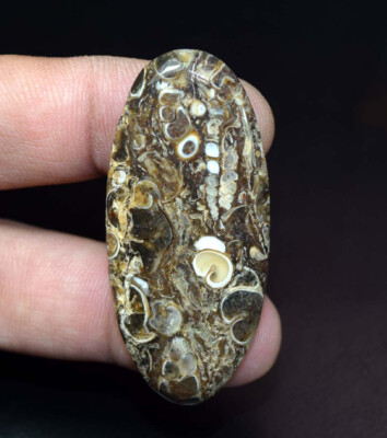 61,65 ct natürlicher Turritella fossiler Achat ovaler Cabochon, echter fossil...