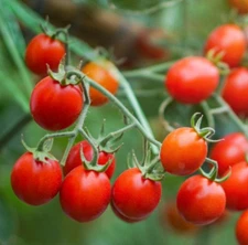 Tomato SWEETIE Cherry Tomato  Indeterminate Heirloom SWEET!! Non-GMO 50 Seeds