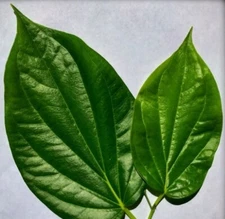 Fresh Betel Leaf 50 Leaves ORGANIC - FROM FL, USA (VIETNAMESE  lá lốt)