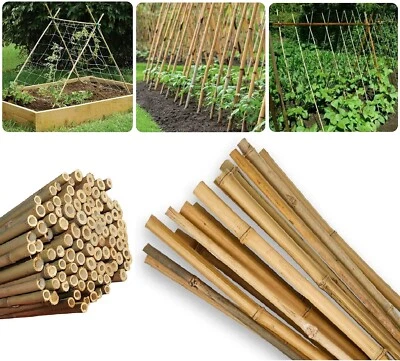 WILSONS DIRECT 2FT 3FT 4FT 5FT 6FT 7FT Bamboo Canes Strong Thick Garden Plant Support Stick