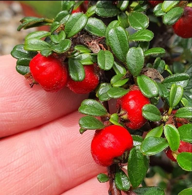 Shohin Cotoneaster Bonsai FREE EXPRESS POST (HANDMADE POT) - image 1 of 4