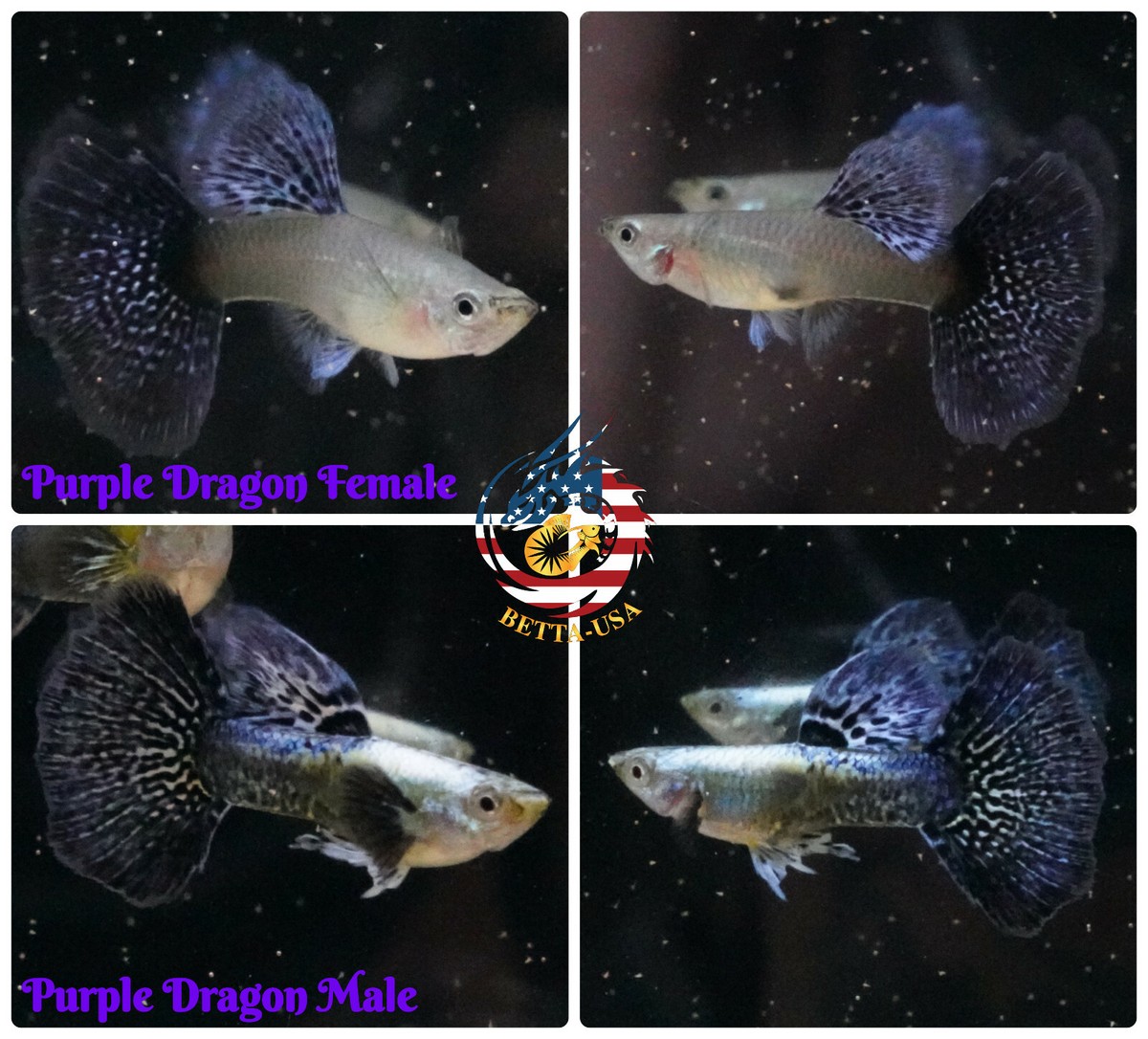 Live Aquarium Guppy Fish - Green Dragon Breeding Trio (USA Seller) 11 thumbnail image
