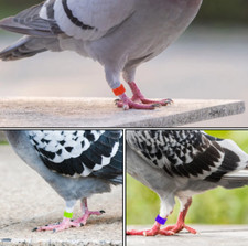 100pcs Bird Foot Rings Colorful Leg Bands Clip on Leg Rings for Pigeon Chicks