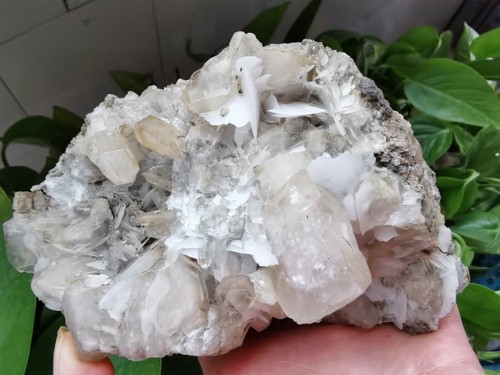 566g Natürlicher Calcit auf Quarzkristallcluster Mineralprobe Porzellan - Bild 8 von 12