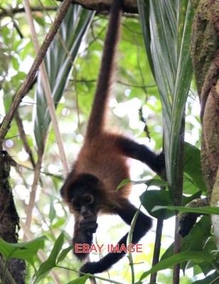 FOTO ERWACHSENE WEIBLICHE SPINNE AFFE COSTA RICA.