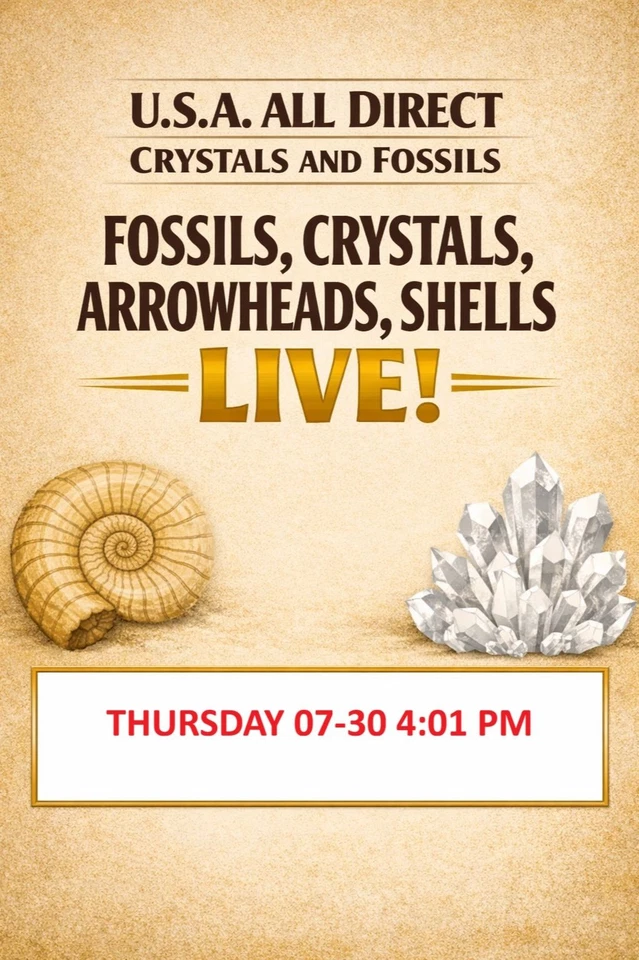 THE ROCK STOP - ANCIENT - Fossils, Crystals, Minerals, Pet Wood